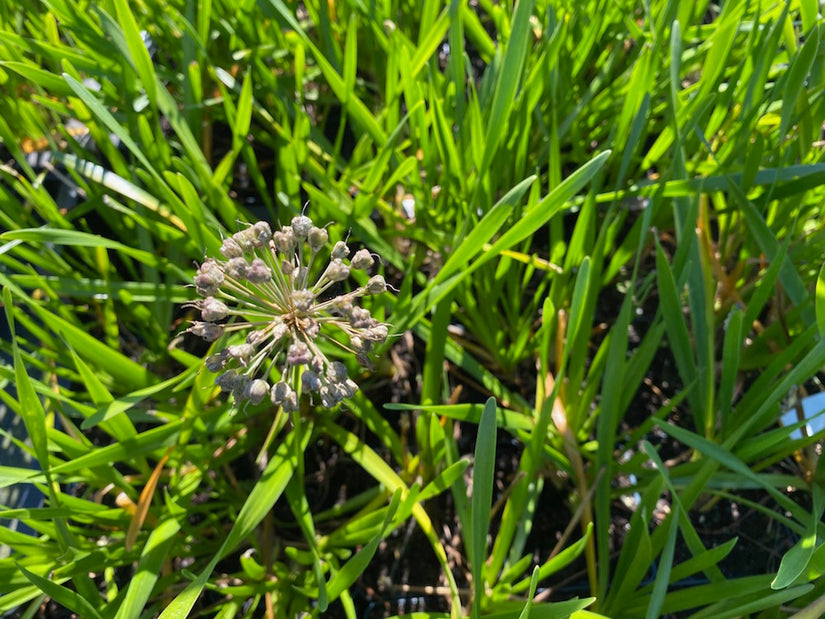 Sierui-Allium-Millenium.jpg