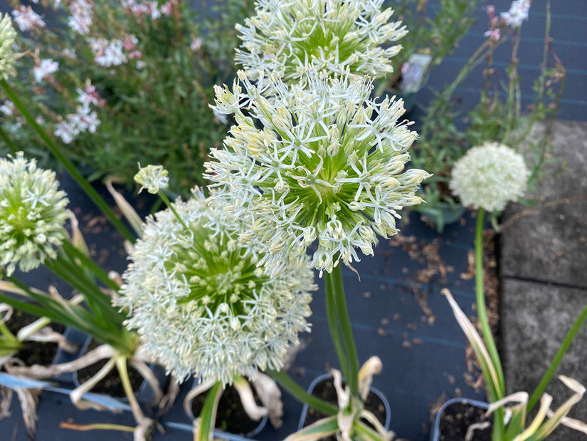 Sierui - Allium 'Mount Everest'