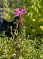 Silene bloem 2.jpg