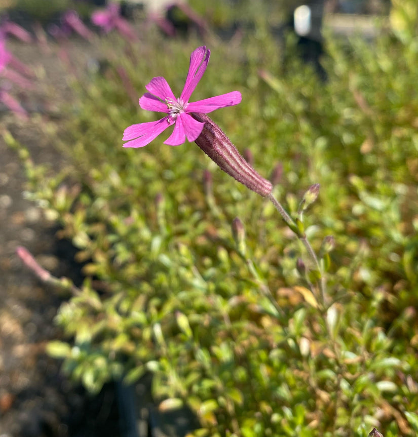 Silene bloem1.jpg