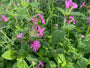 Dagkoekoeksbloem - Silene dioica