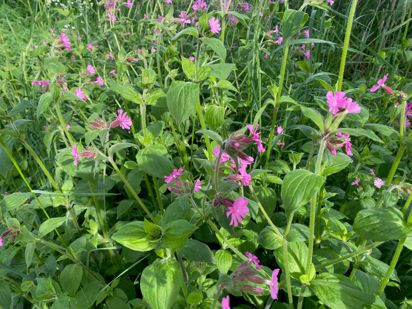 Bleomen Dagkoekoeksbloem - Silene dioica