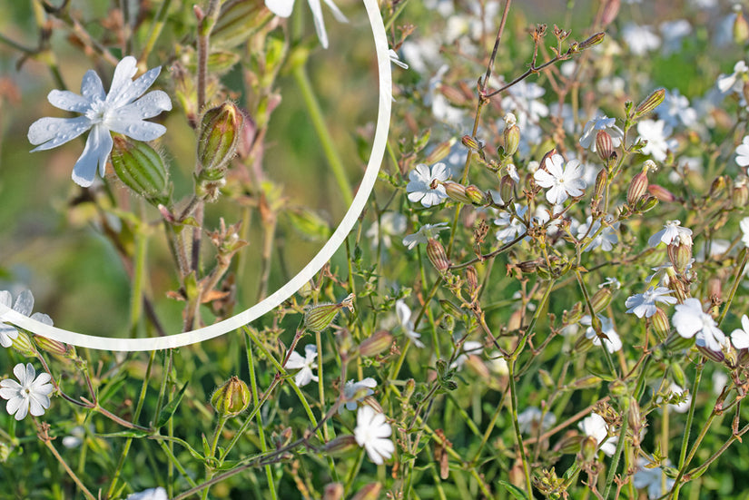 Avondkoekoeksbloem - Silene latifolia in bloei