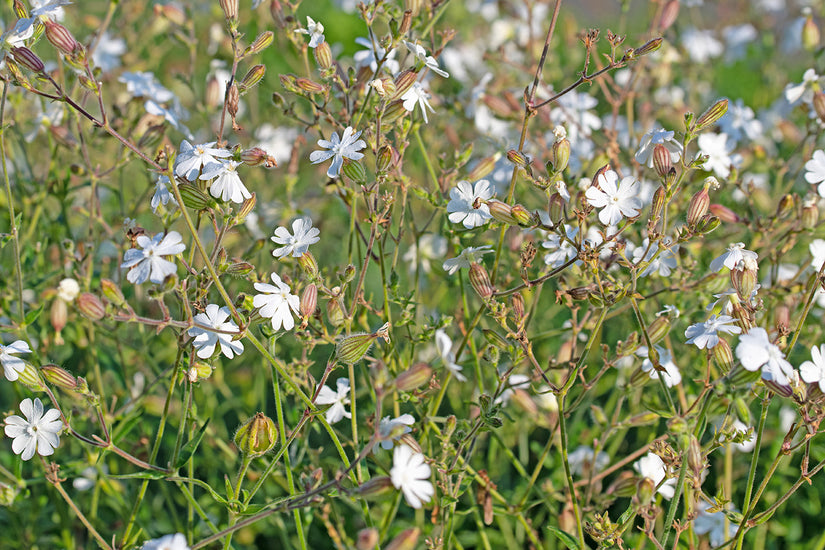 Avondkoekoeksbloem - Silene latifolia