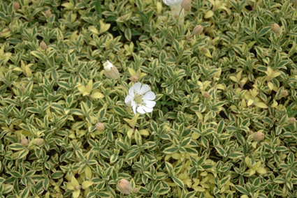 Silene maritima 'Druett's Variegated'