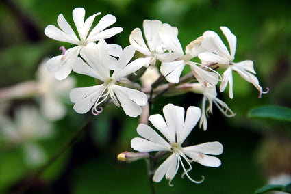 Nachtsilene - Silene nutans