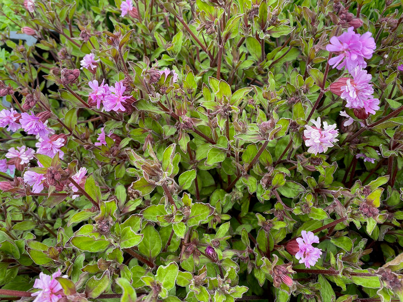 Hangsilene - Silene pendula