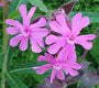 borderplanten tuinplanten bloeikleur roze