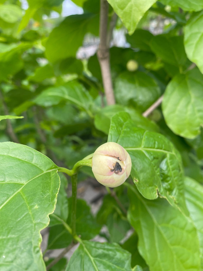 Sinocalycanthus chinensis in de knop