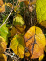 Calycanthus - Sinocalycanthus chinensis in de herfst