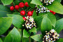 Skimmia Reevesiana dwergstruik voor kleine en grote borders