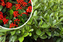 Skimmia - Skimmia japonica 'Veitchii'