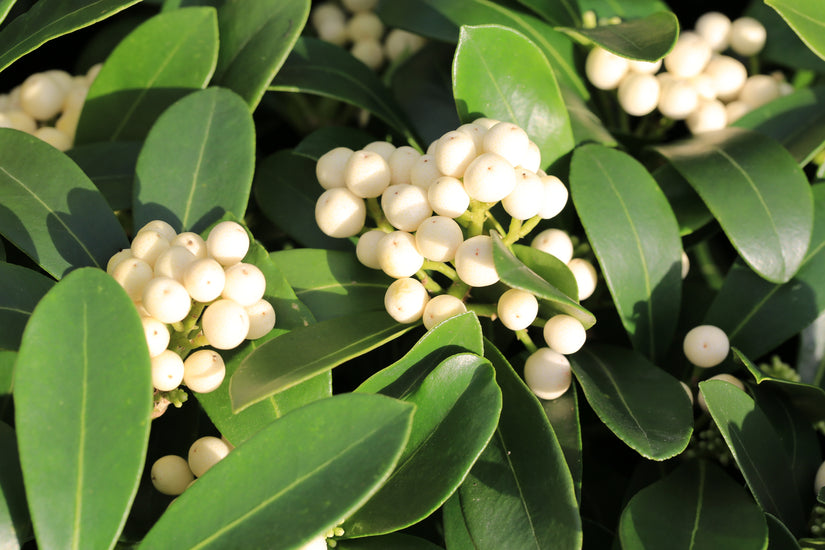 Skimmia japonica 'Key white'