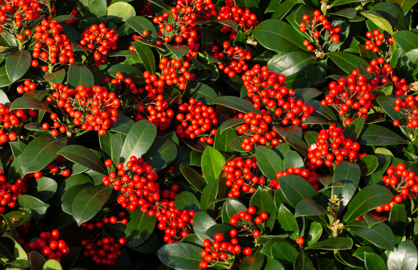 Skimmia japonica 'Veitchii' besjes - na de bloei ontstaan deze besjes. Hiervoor is wel een mannelijke variant nodig (binnen 10 meter aanplanten)