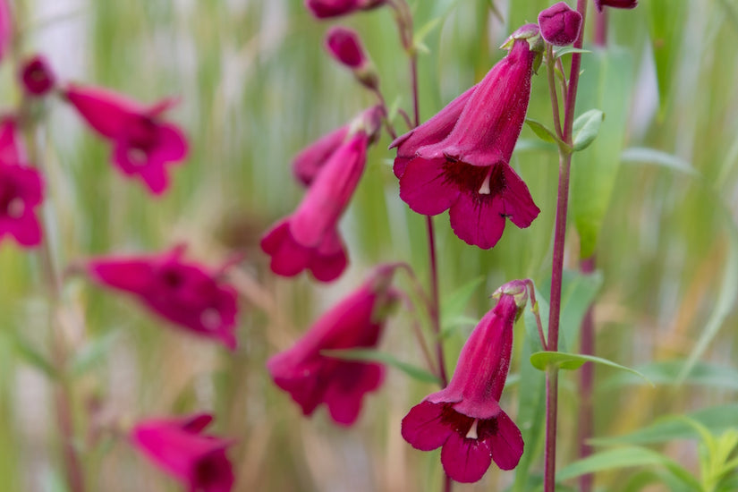 Slangenkop-Penstemon-Rich-Ruby.jpg