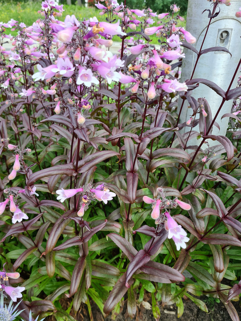 Slangenkop - Penstemon digitalis 'Husker Red'