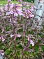 Slangenkop - Penstemon digitalis 'Husker Red'