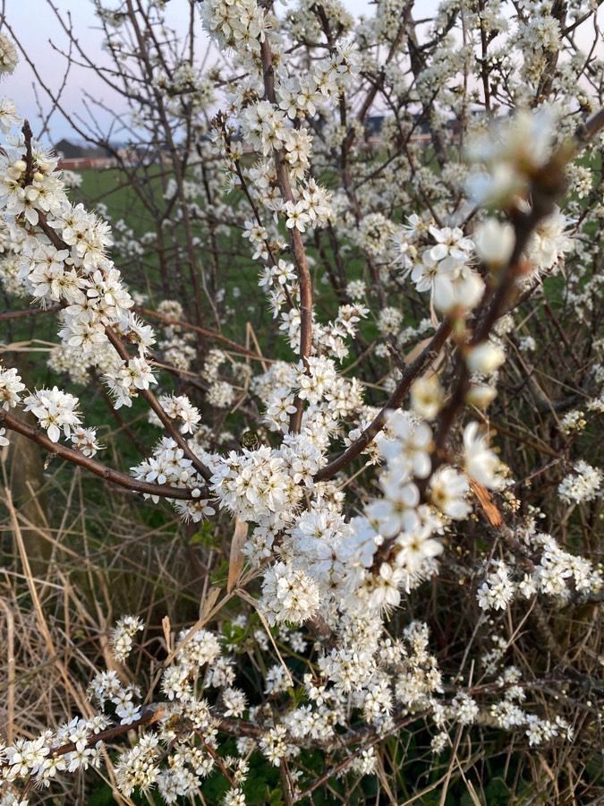 Sleedoorn - Prunus spinosa