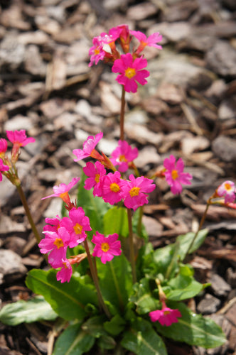 Sleutelbloem - Primula Rosea 'Grandiflora' .jpg