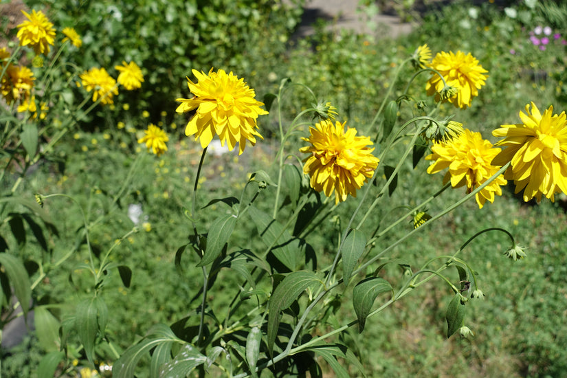 Slipbladige rudbeckia - Rudbeckia laciniata 'Goldquelle' tuinplanten