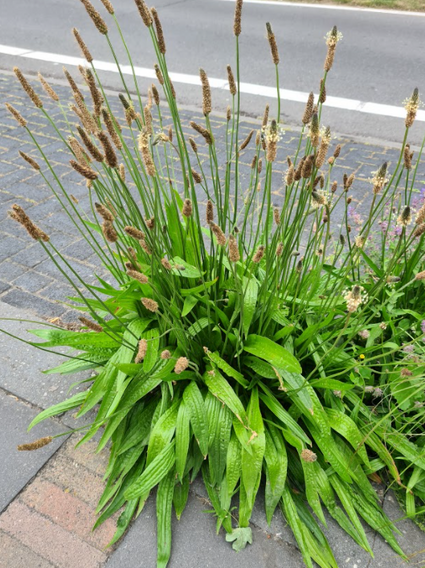 Weegbree tuinplanten