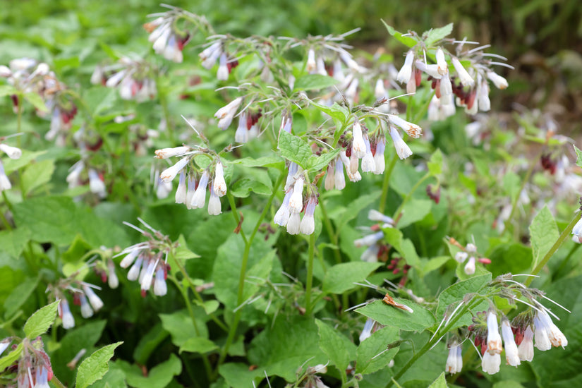 Smeerwortel Symphytum grandiflorum