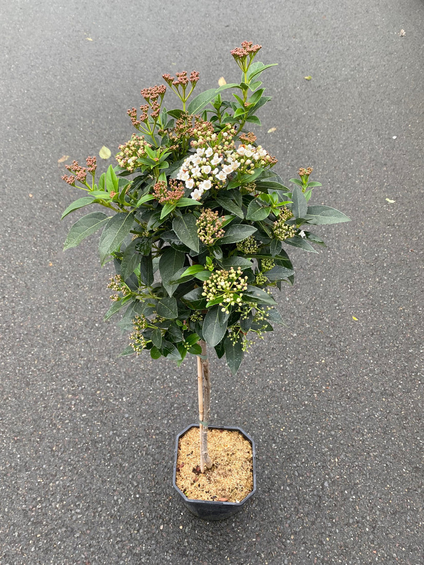 Sneeuwbal op stam - Viburnum tinus