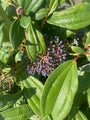 Besjes Sneeuwbal - Viburnum davidii