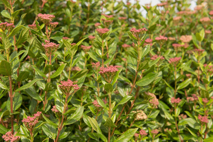 Sneeuwbal viburnum tinus eve price