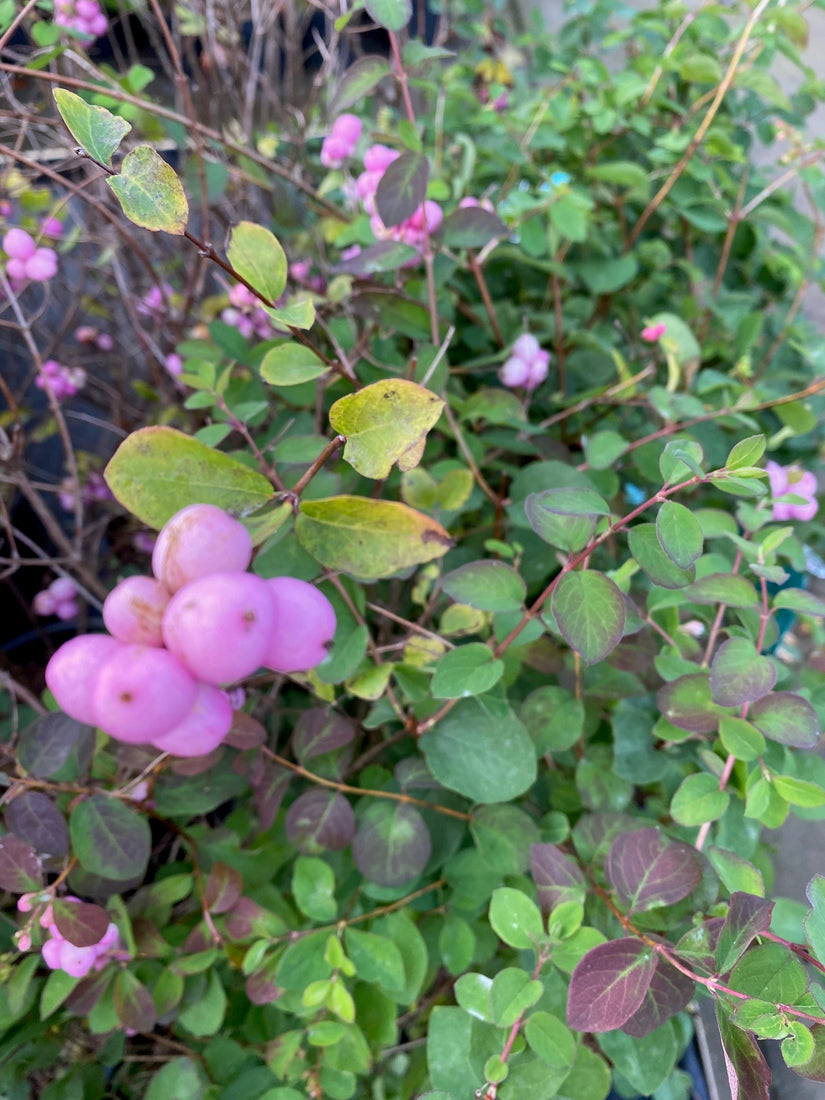 Sneeuwbes - Symphoricarpos doorenbosii 'Mother of Pearl'