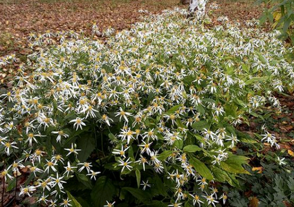 Sneeuwster-aster - Aster Divaricatus