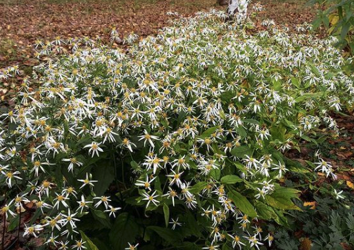 Sneeuwster-aster - Aster Divaricatus