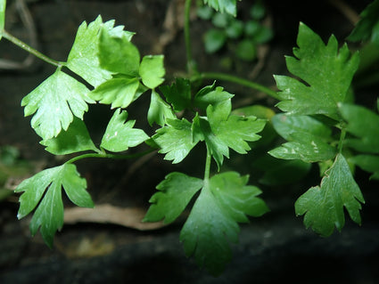 Snijselderij - Apium graveolens Secalinum