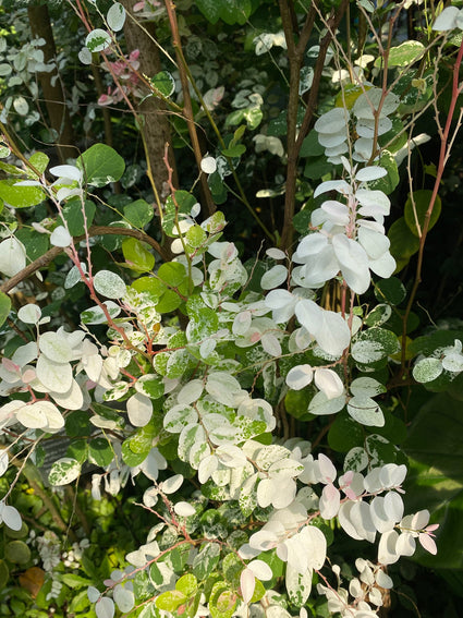 Snowbush - Breynia nivosa 'Rosea Picta'