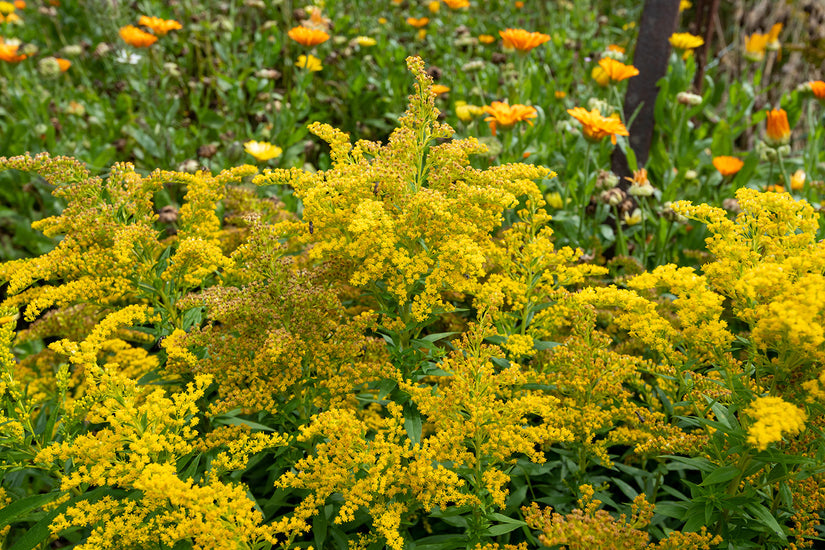 Solidago 'Strahlenkrone' ook gekend Solidago 'Crown of Rays'