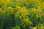 Solidago-gigantea.jpg