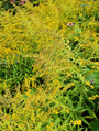 Solidago - Golden 'Mosa'jpg