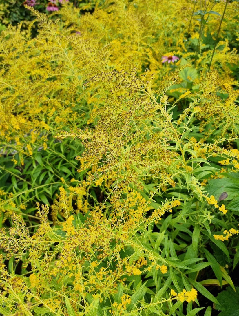 Solidago - in bloei