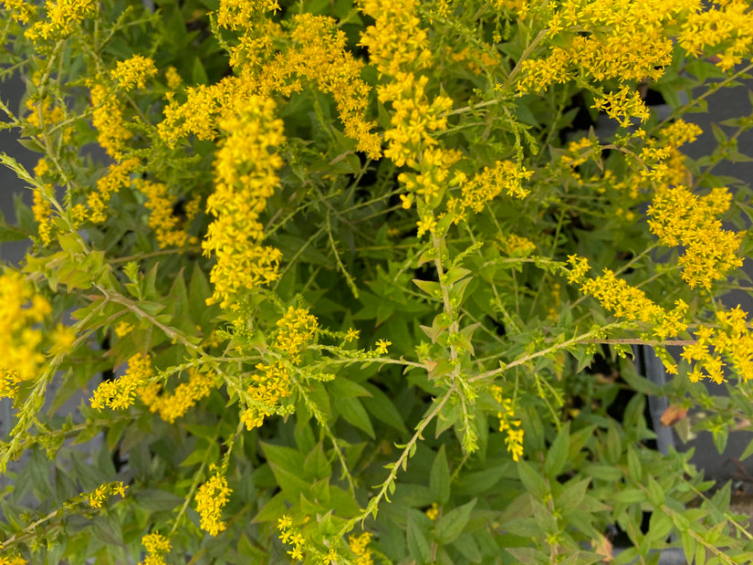 Solidago rugosa 'Fireworks' in bloei