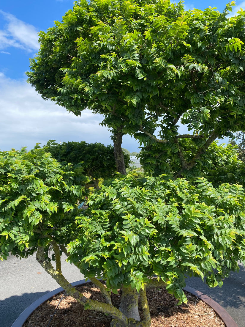 Lijsterbesspirea