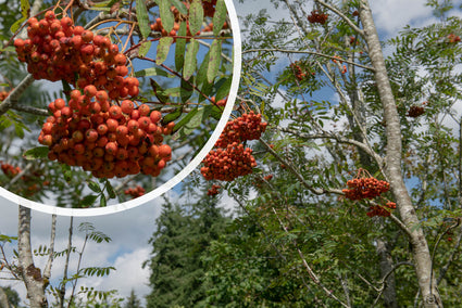 Lijsterbes - Sorbus aucuparia 'Edulis' Eetbare bessen