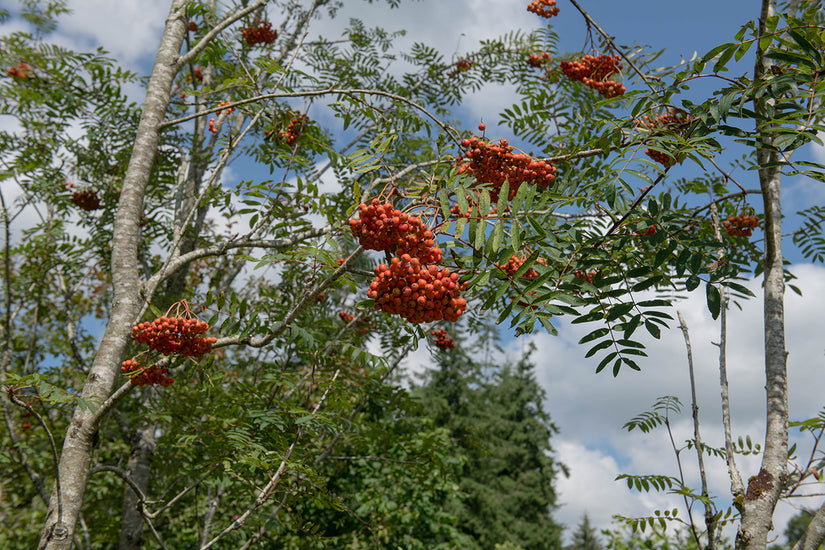 Lijsterbes - Sorbus aucuparia 'Edulis'