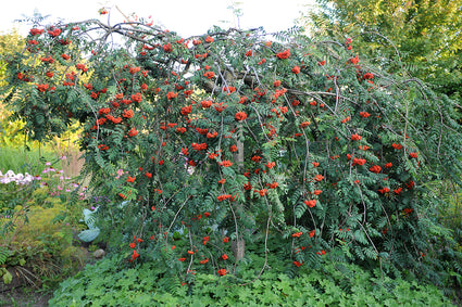 Treurlijsterbes - Sorbus aucuparia 'Pendula' - Treurvorm