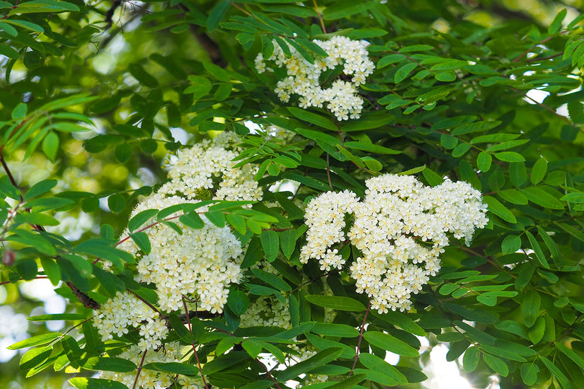 Lijsterbes - Sorbus aucuparia 'Schouten'