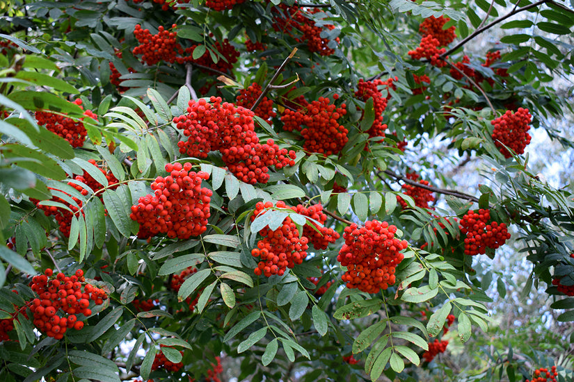 Lijsterbes - Sorbus aucuparia 'Wettra'