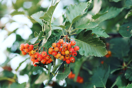 Lijsterbes - Sorbus thuringiaca 'Fastigiata' boom