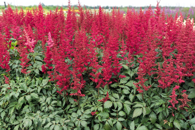 Spierstruik - Astilbe 'Fanal' in bloei