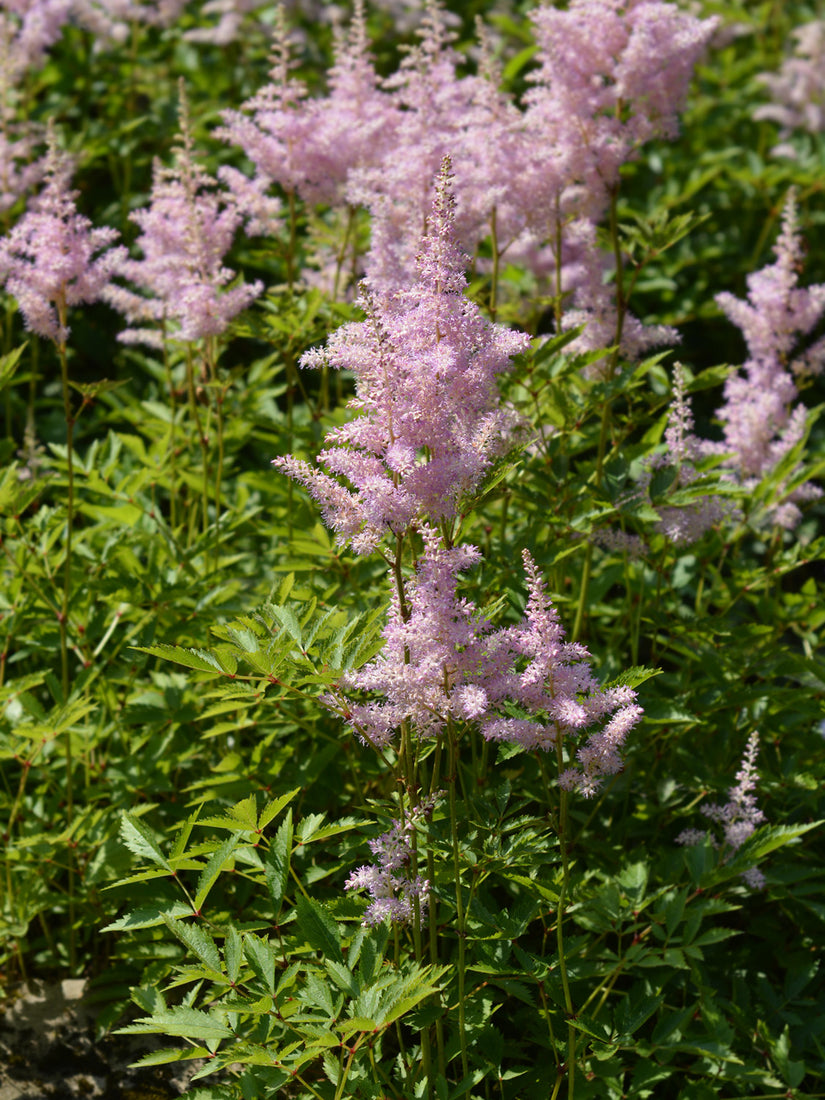 Spierstruik - Astilbe 'Gertrud Brix'