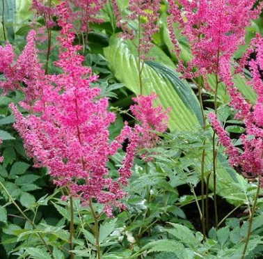 Pluimspirea - Astilbe 'Rheinland'