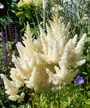 Spierstruik - Astilbe 'Weisse Gloria'